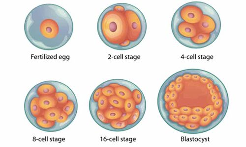 Blastocyst Culture And Day 5 Transfer Murefertility